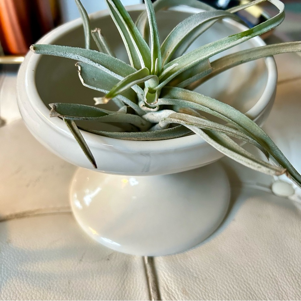 Miam Miam planter ceramic approx 5 inches tall mid century style good condition